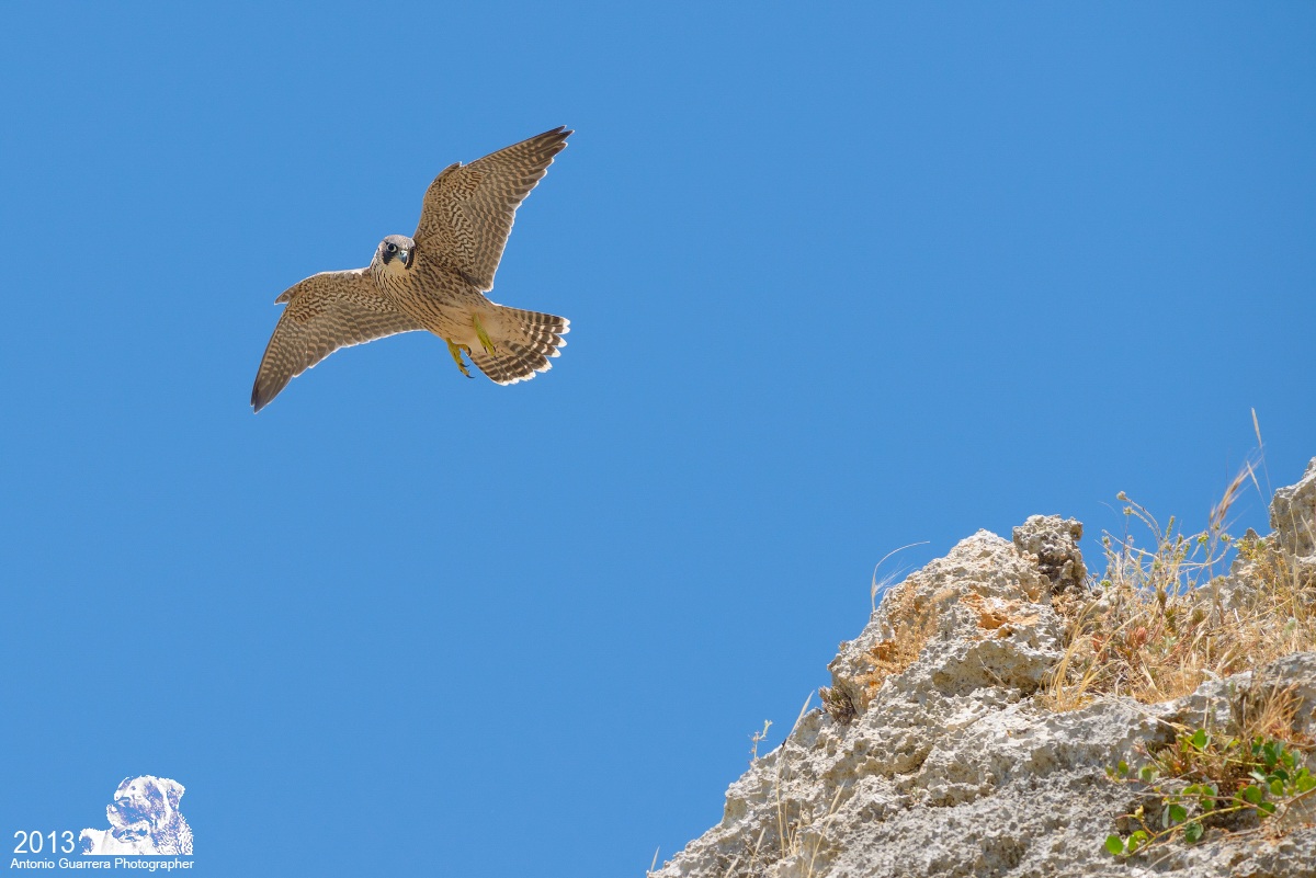 Peregrine Falcon Jr.