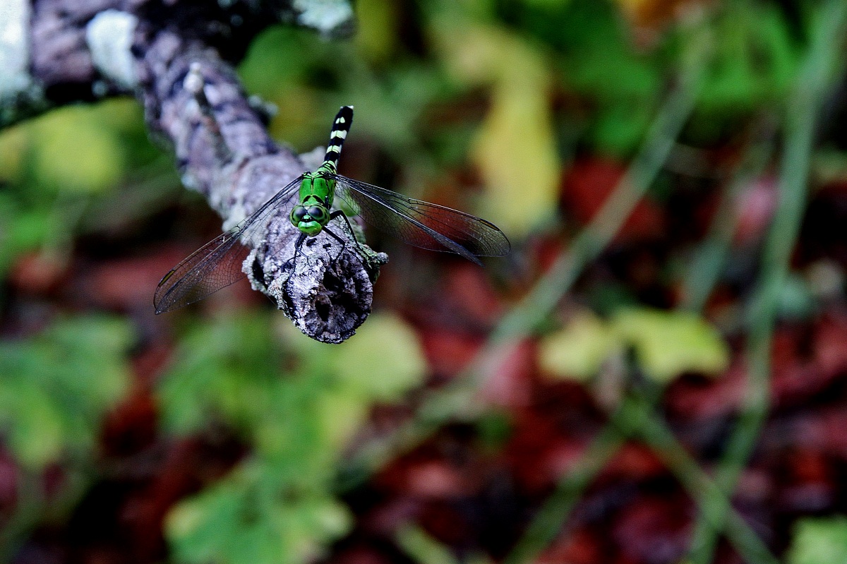 Libellula verde (Florida)