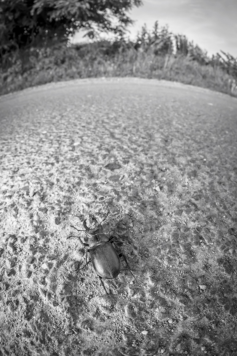 Il pianeta dei bacarozzi