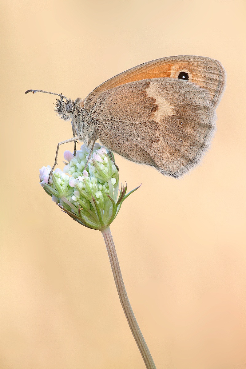 Coenonympha pamphilius