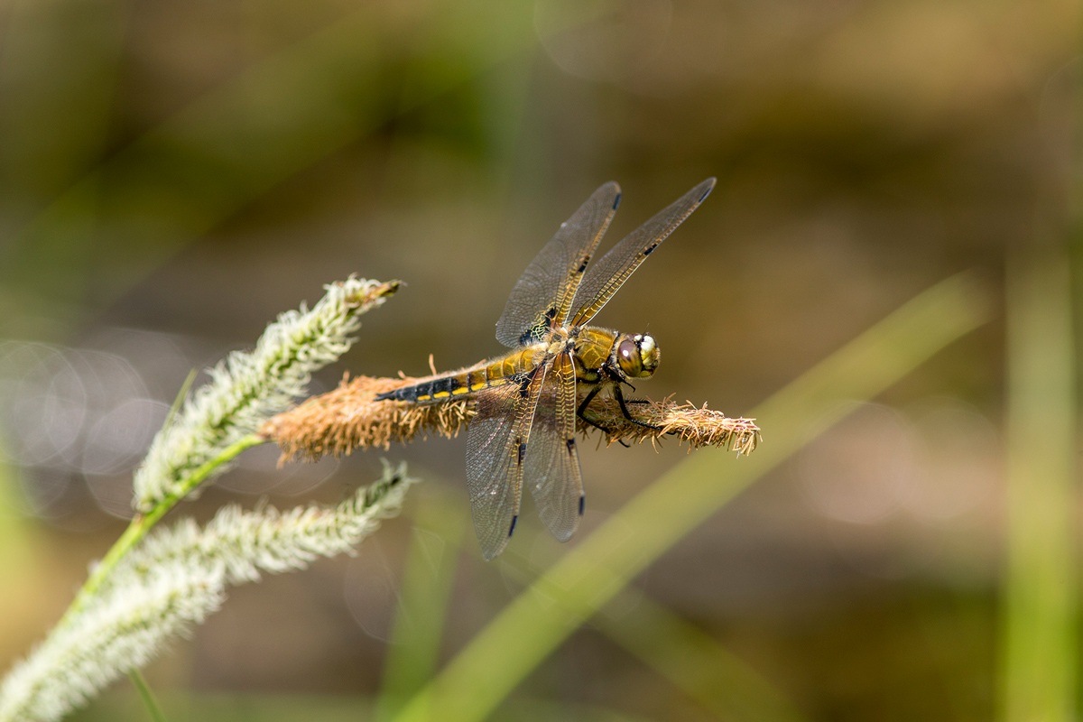Libellula