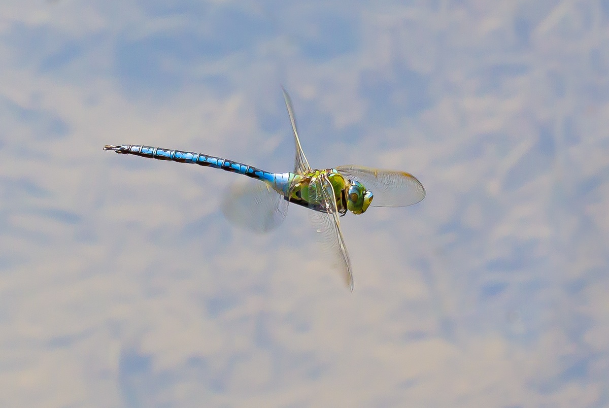 In volo ... al volo!