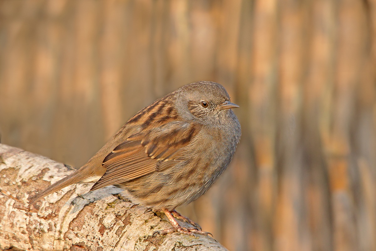 Dunnock (Dunnock)