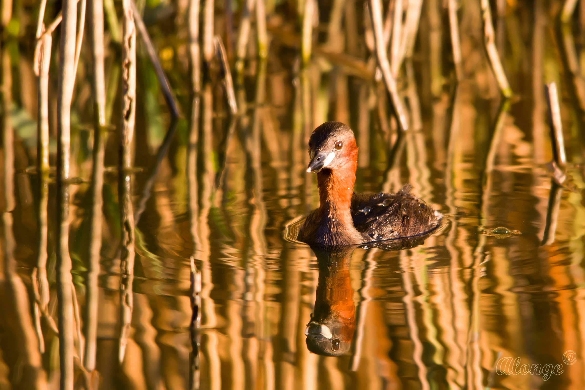 Tuffetto al tramonto