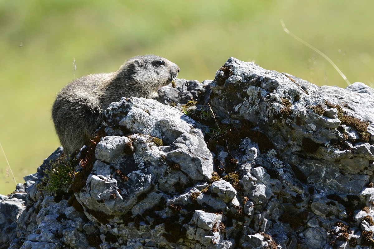 Marmot (puppy)
