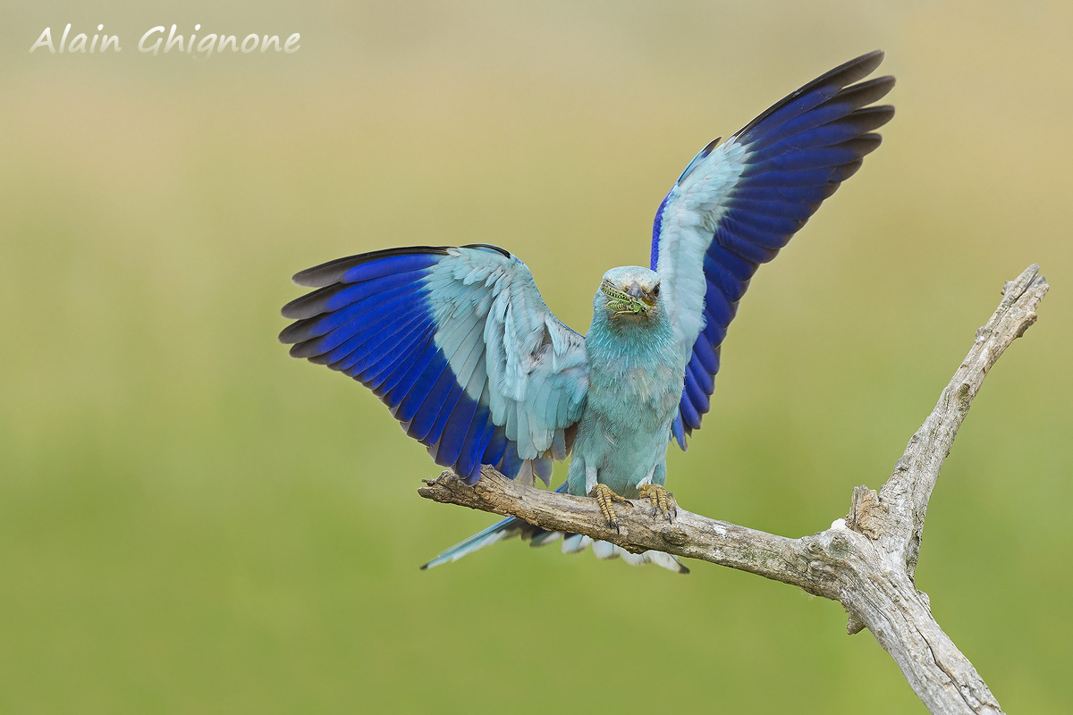 arrivo ad ali spiegate