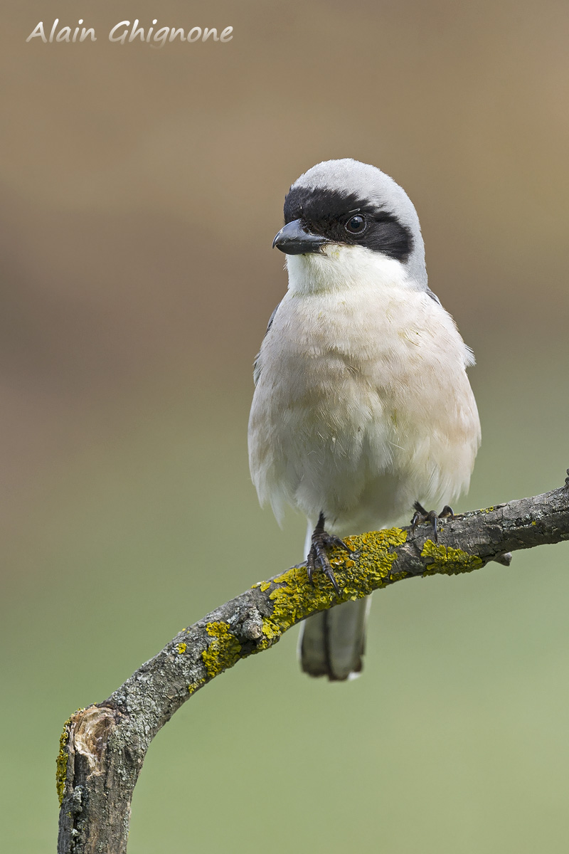 'Shrike less than or slaty