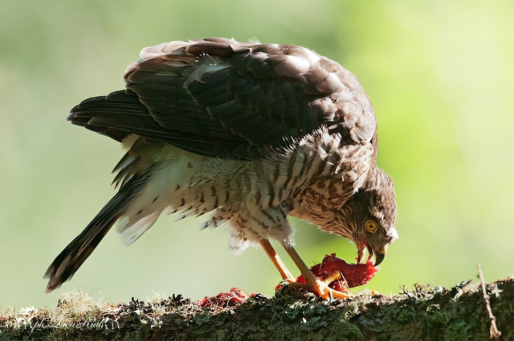 Sparviero - Sparroehawk