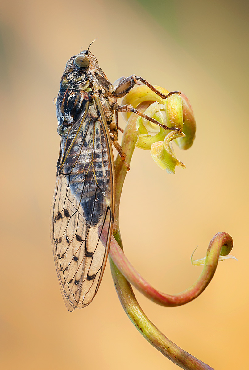 Cicada