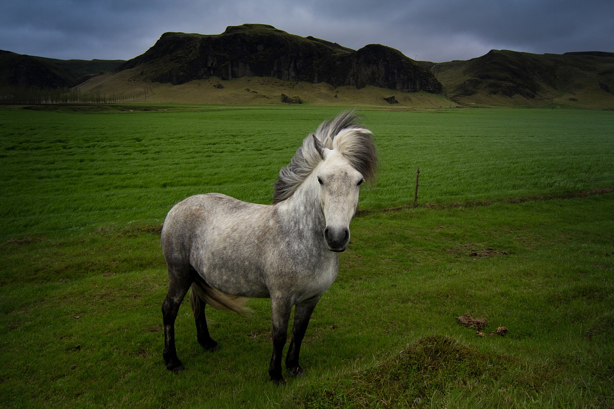 Icelandic Horse