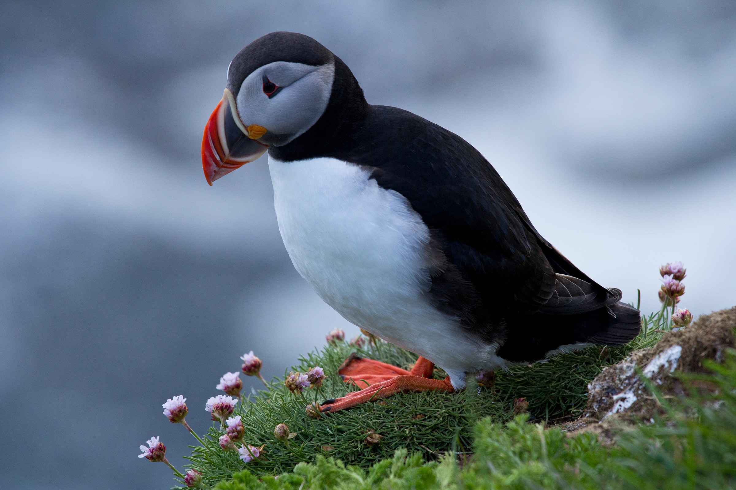Puffin