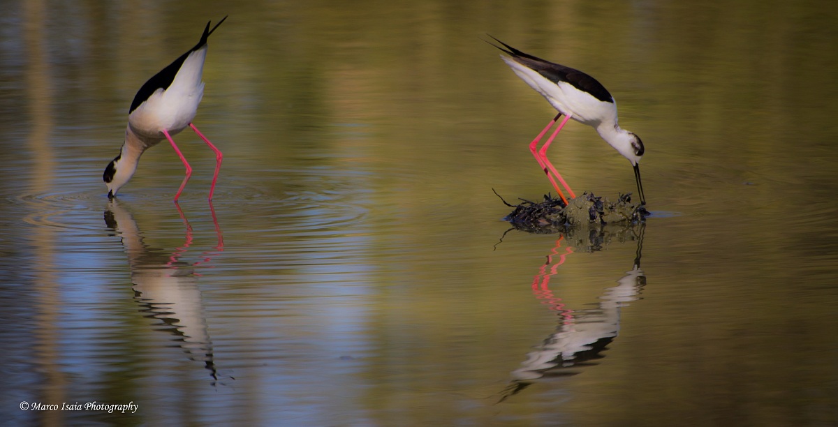 I Cavalieri di'Italia (centro lipu Racconigi)