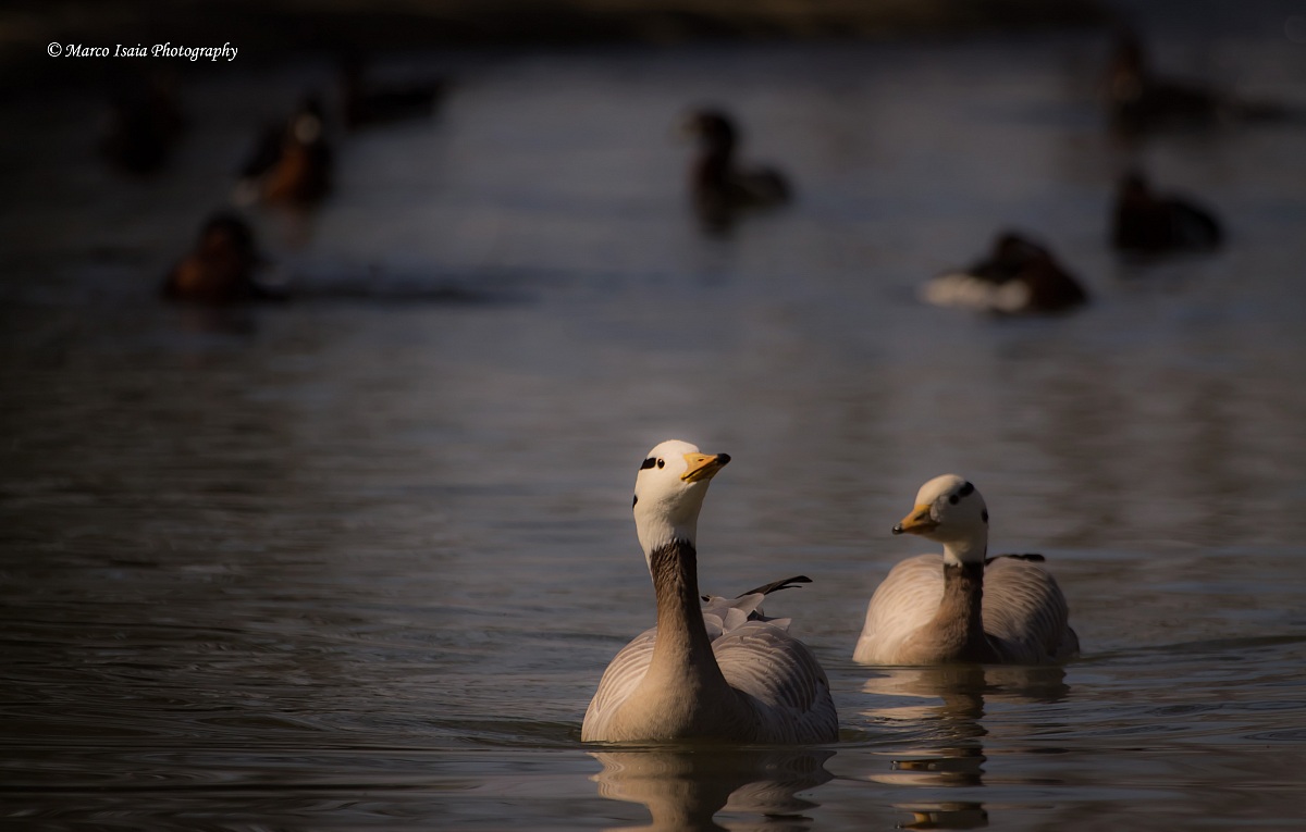 Guardatemi!!! (Centro lipu Racconigi)