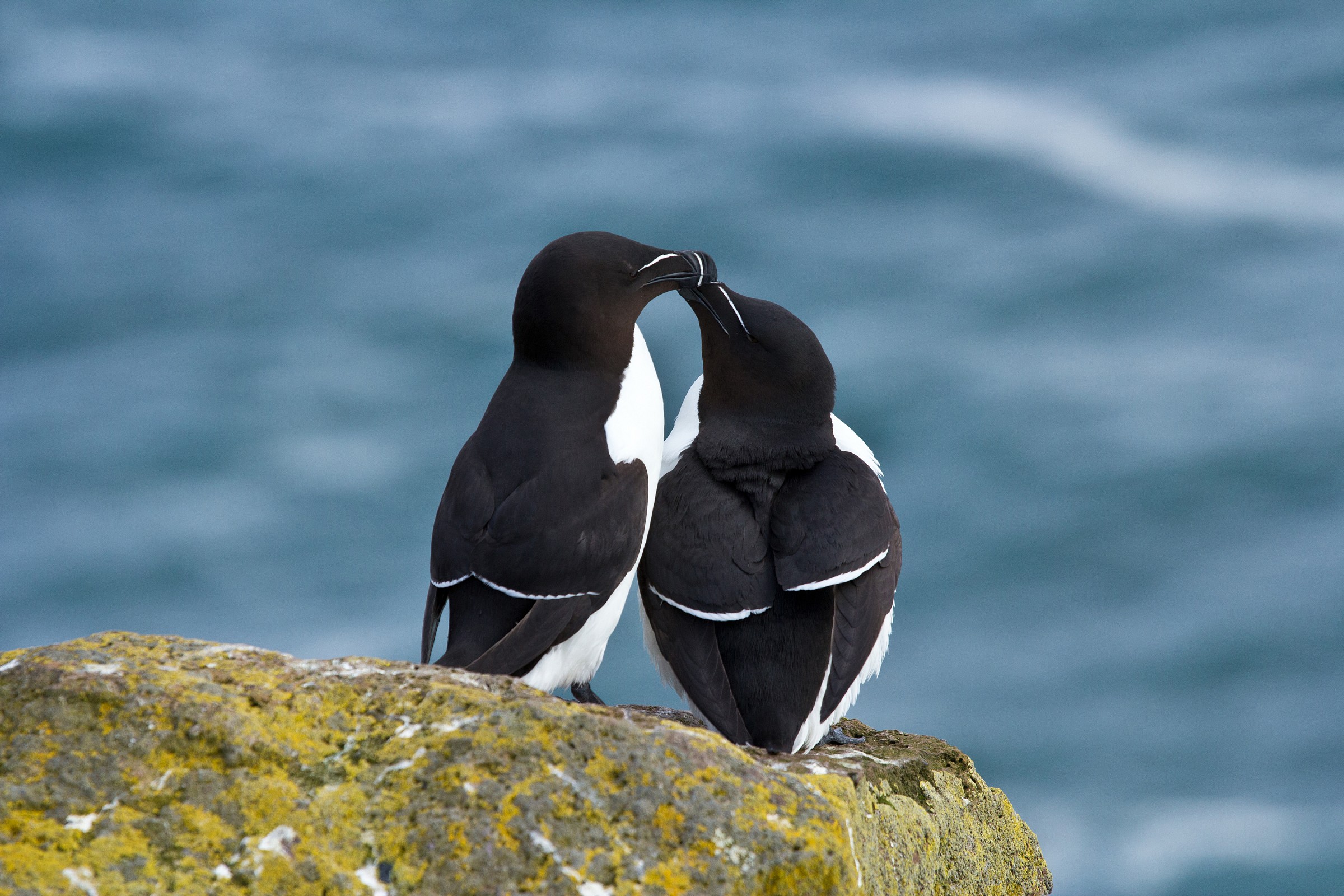 Magpies sea in courtship