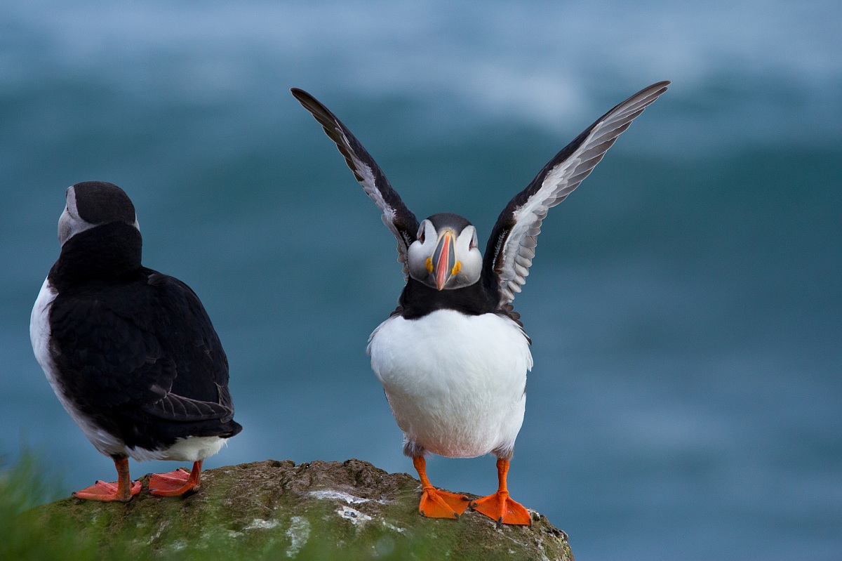 Puffins