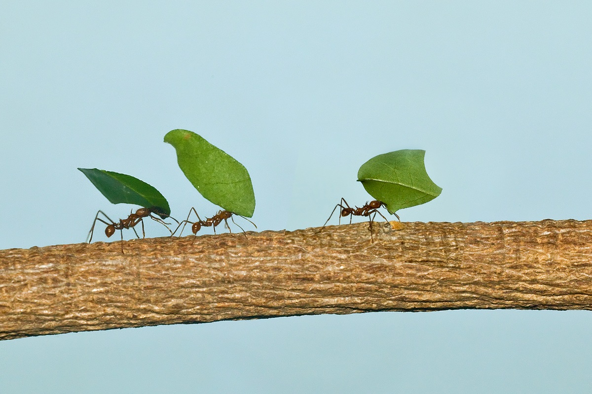 formiche tagliafoglie