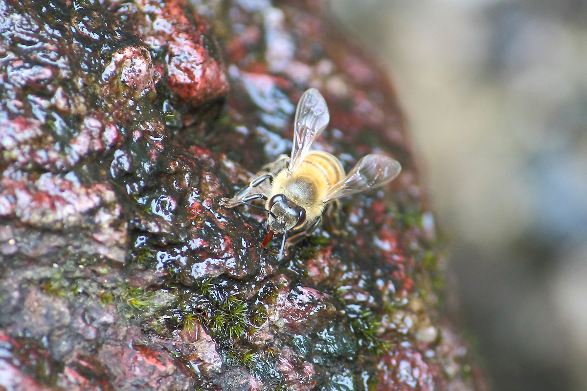 Bee on rock