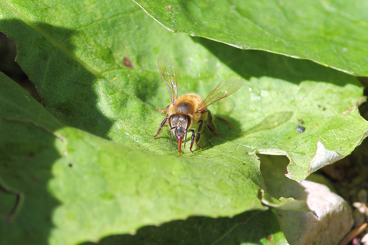 Bee on leaf
