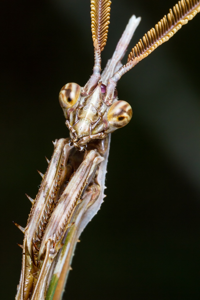 Empusa Pennata