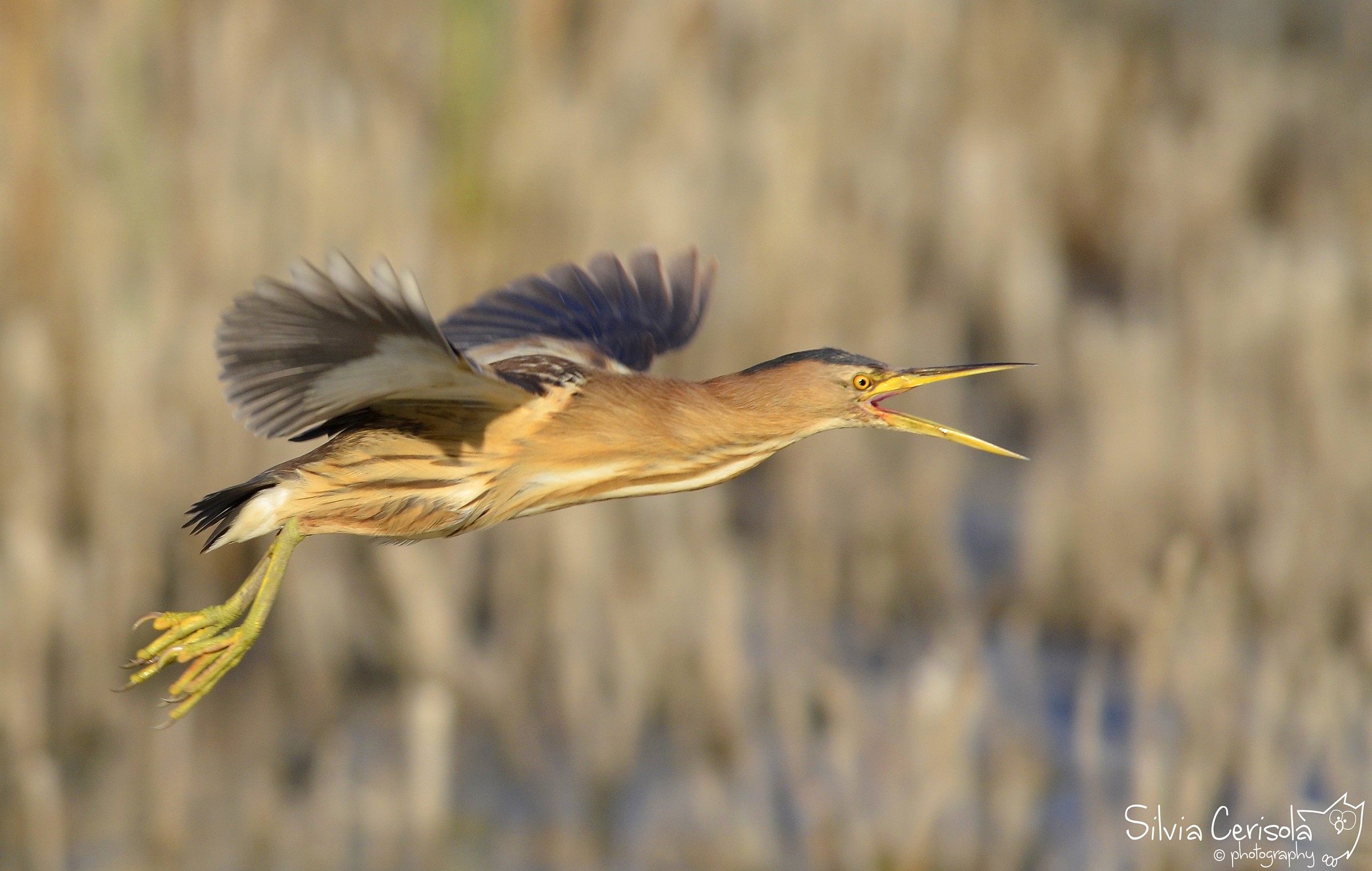 Bittern