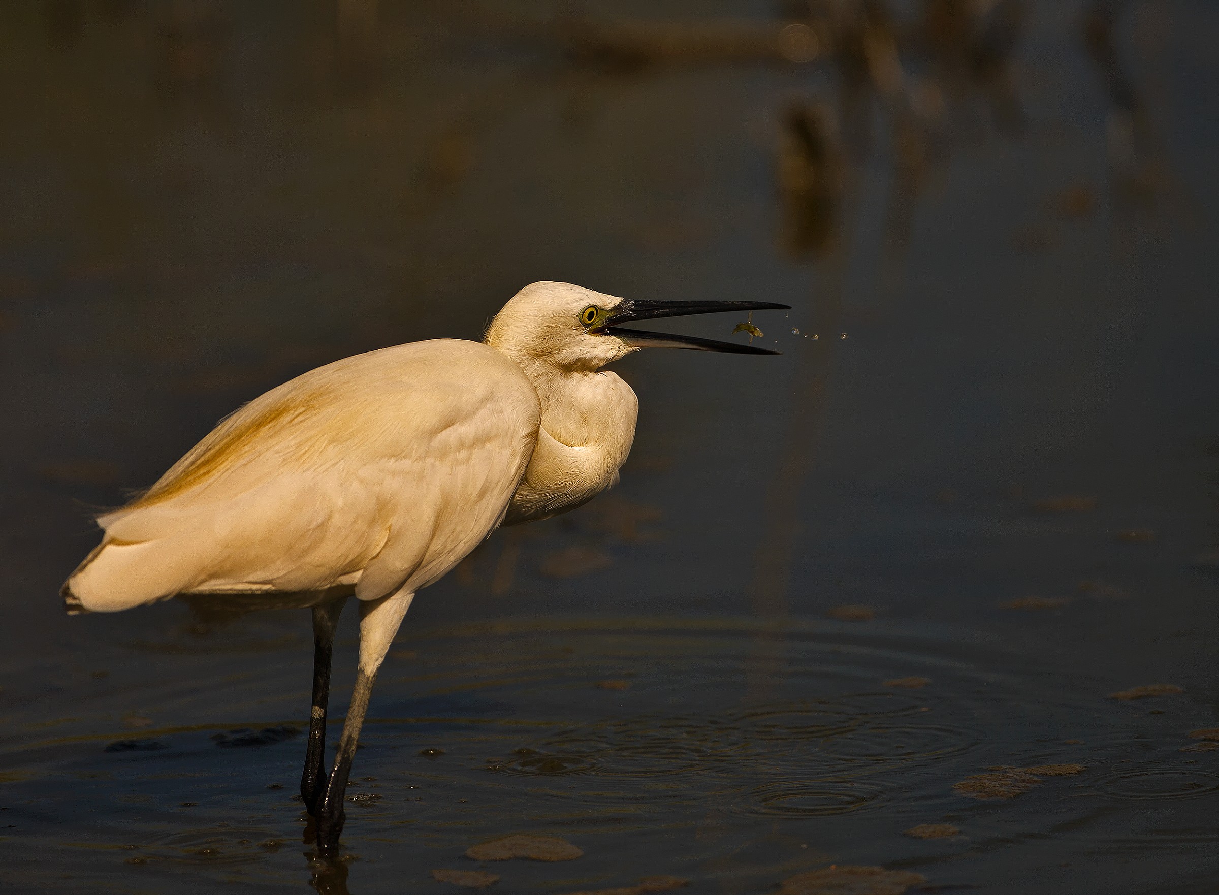 Garzetta...di forchetta!