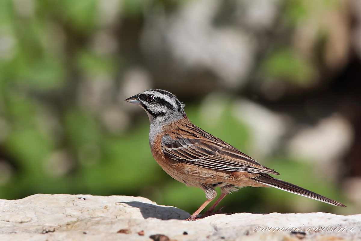 Zigolo muciatto (Emberiza cia)