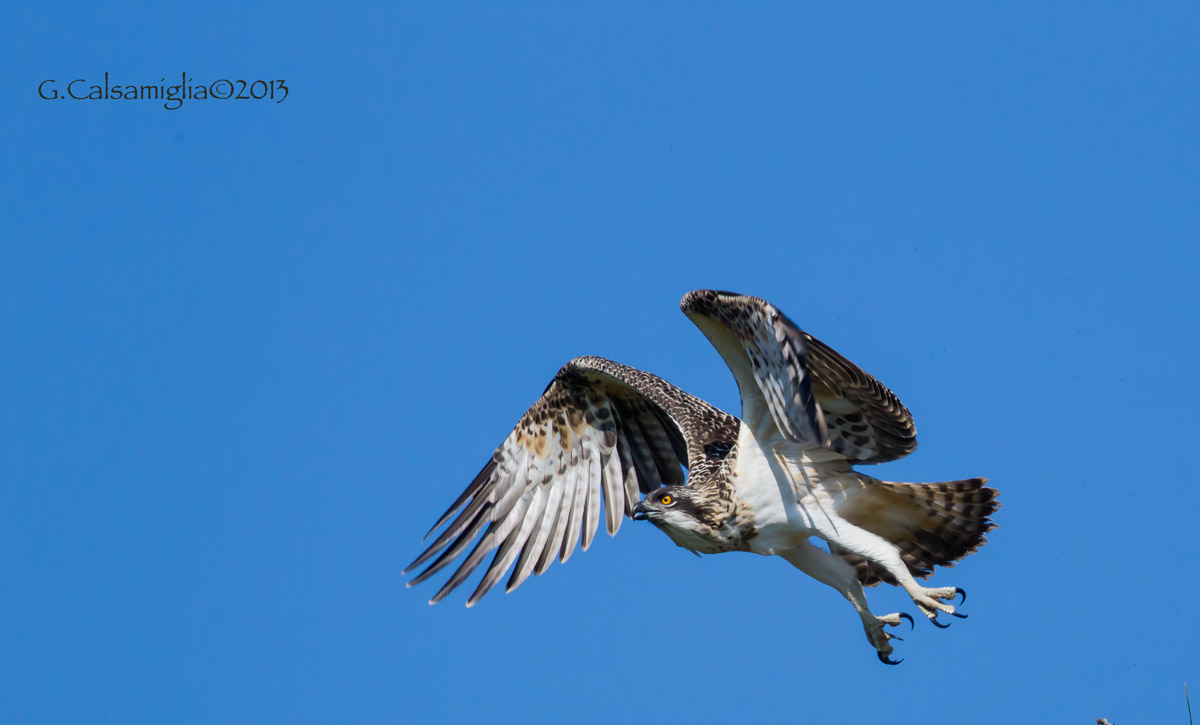 Osprey
