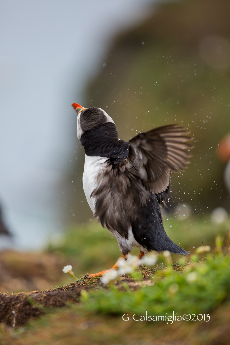 Puffin