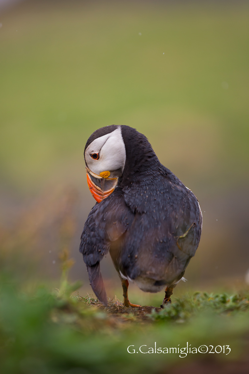 Puffin 2