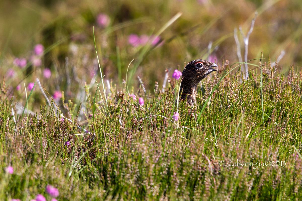 Red grouse