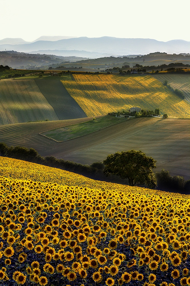 Classico Marchigiano