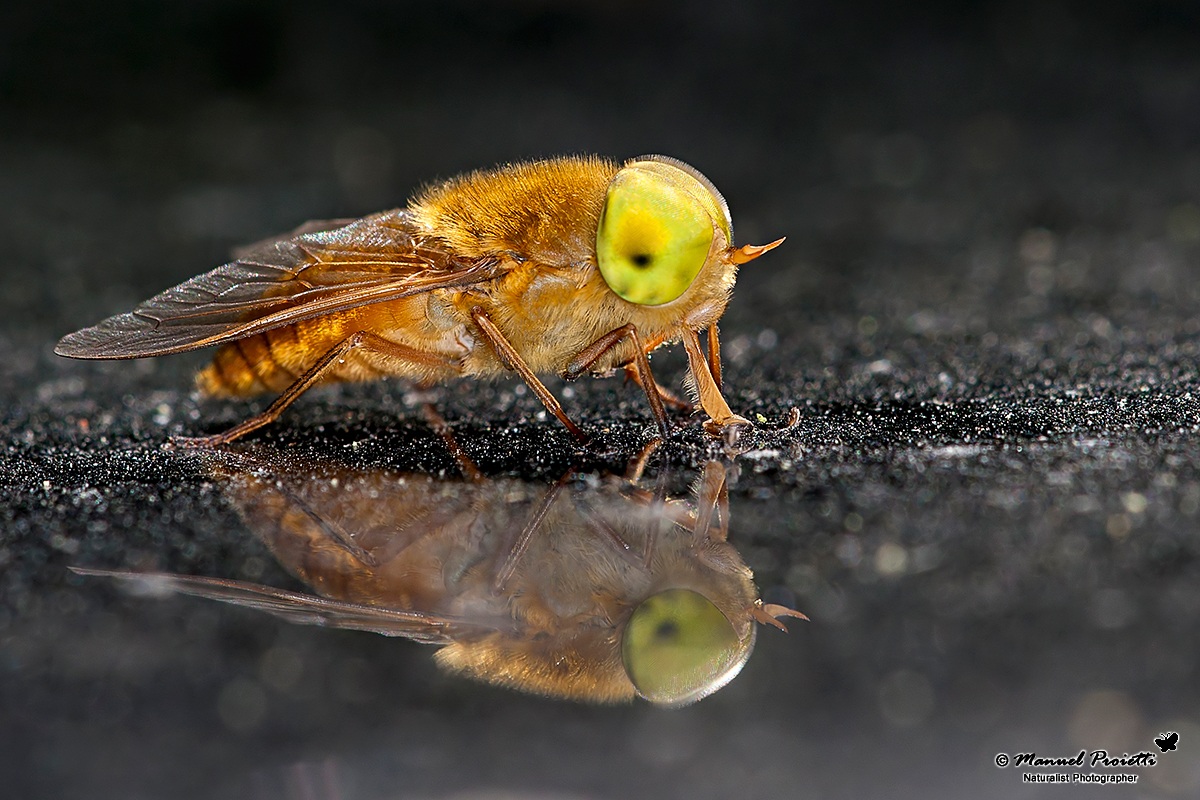 The gadfly summer Atylotus rusticus (Linnaeus, 1767)