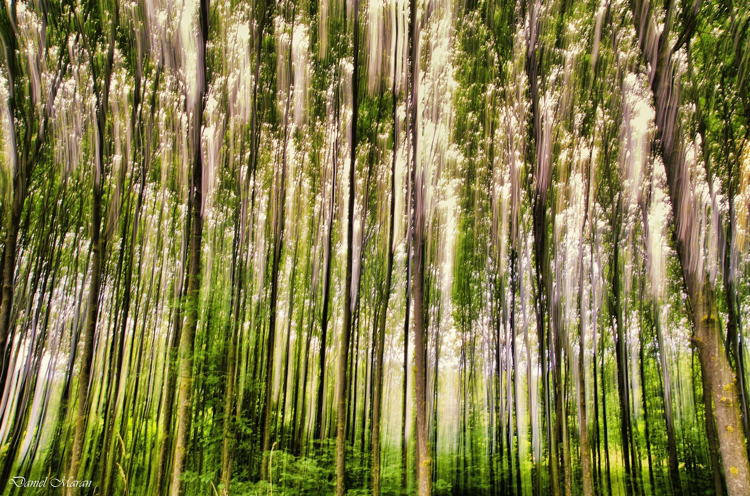 Fitto bosco profumo di corteccia