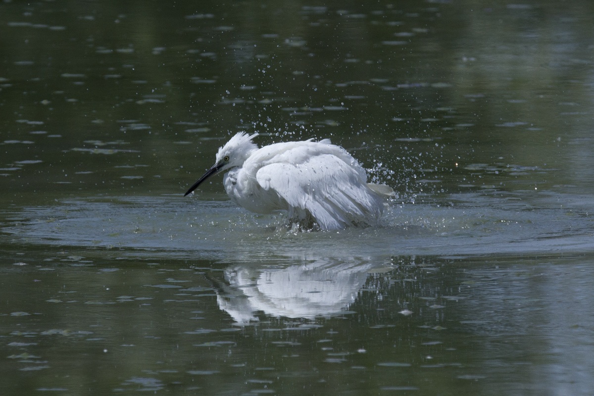 il bagno della garzetta