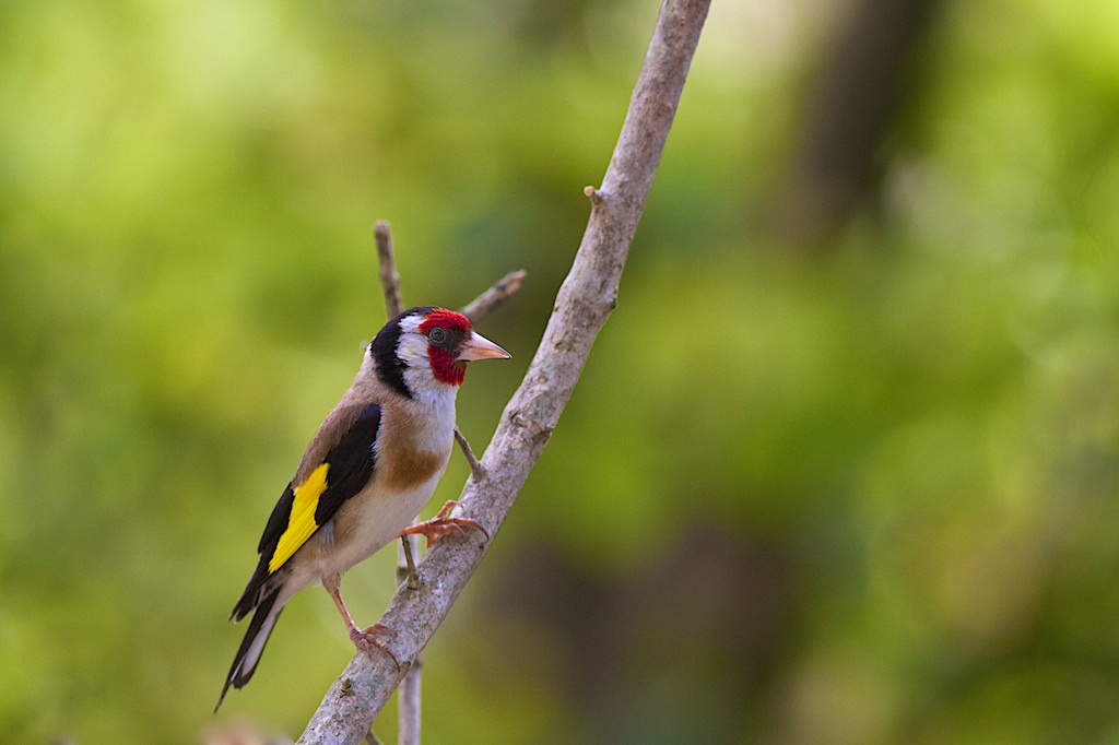 Goldfinch