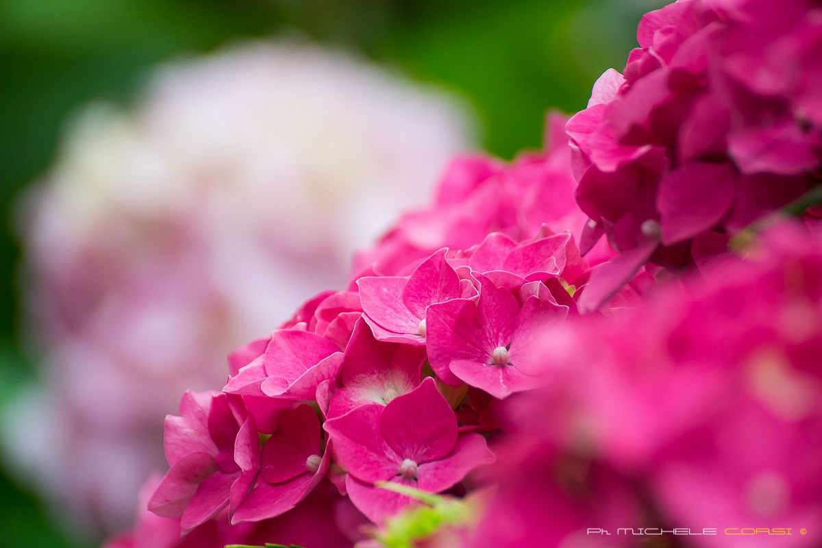 Hydrangea