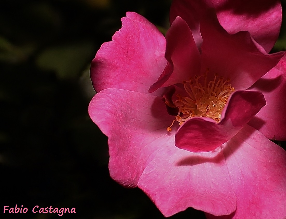 Delicatamente Rosa