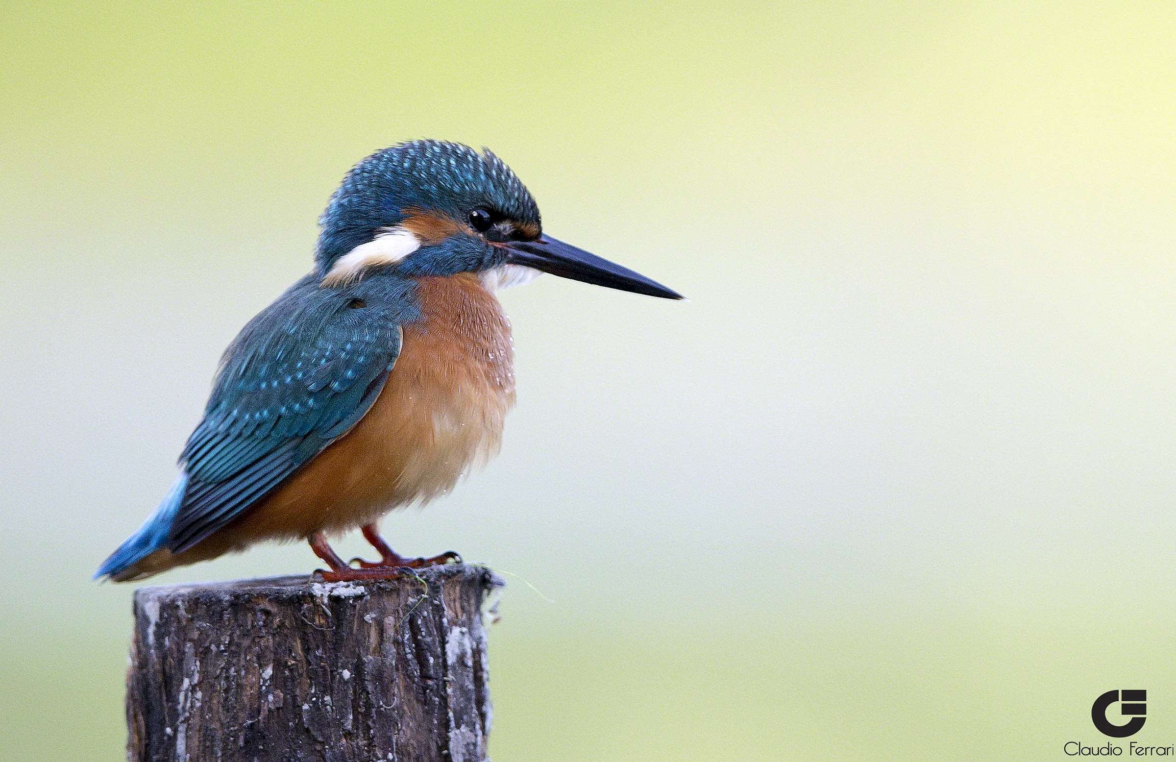 Kingfisher