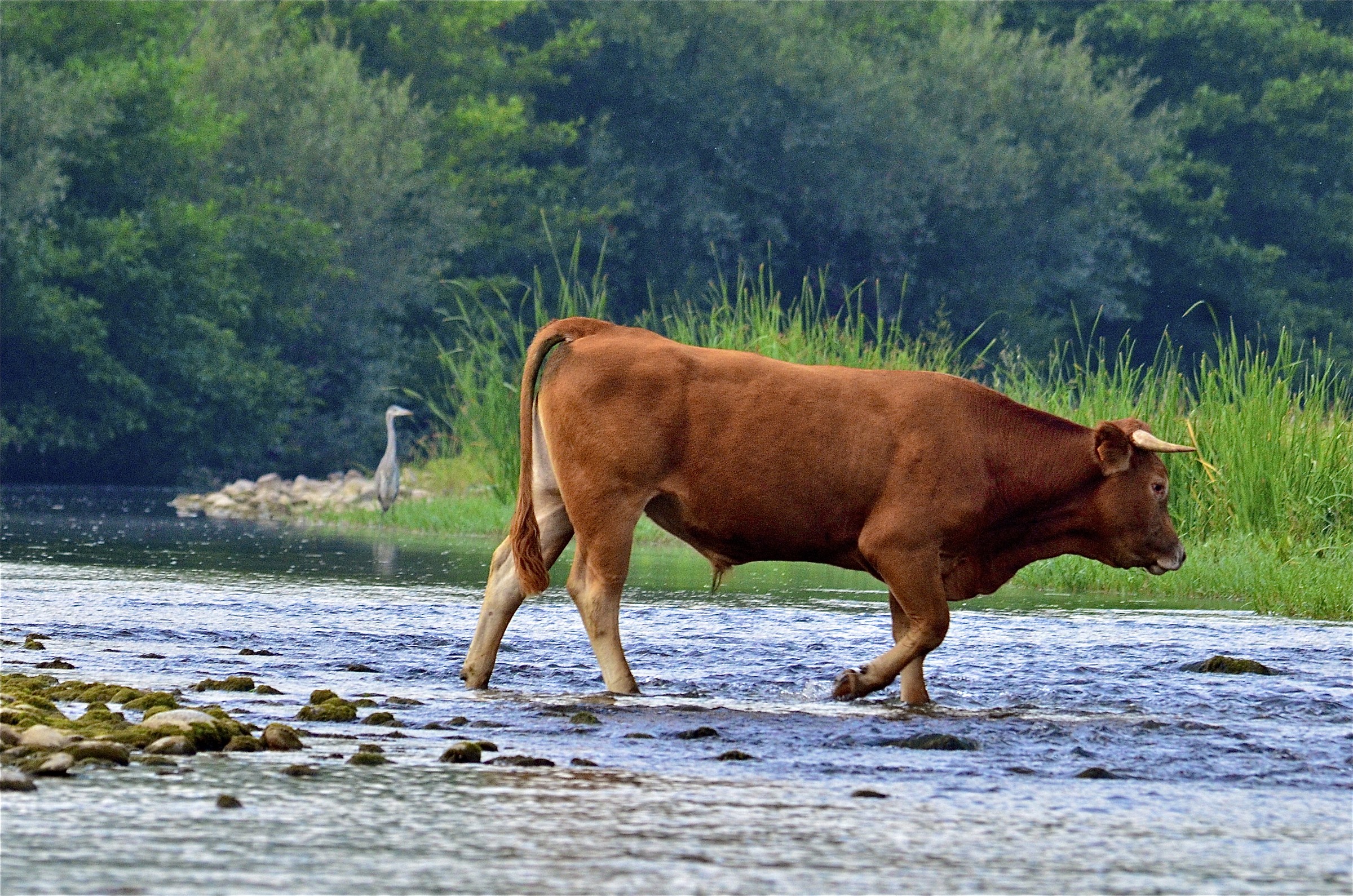 Domestici ma non troppo - Vitello