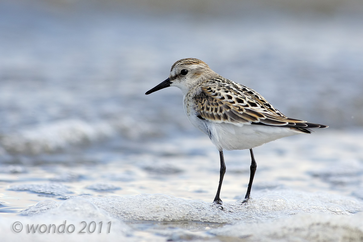 Calidris minuta (Little Stint)