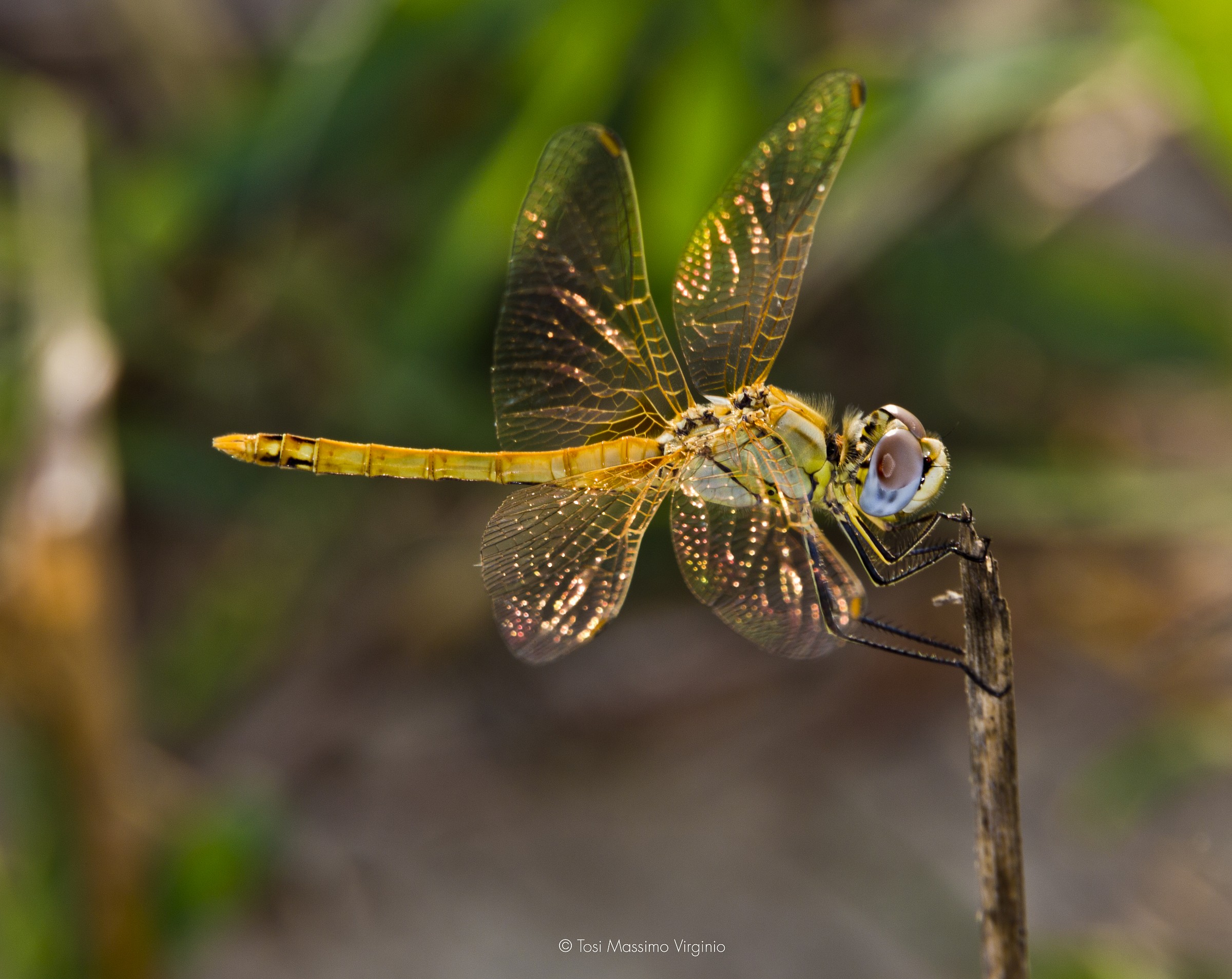 inseguendo una libellula in un prato...