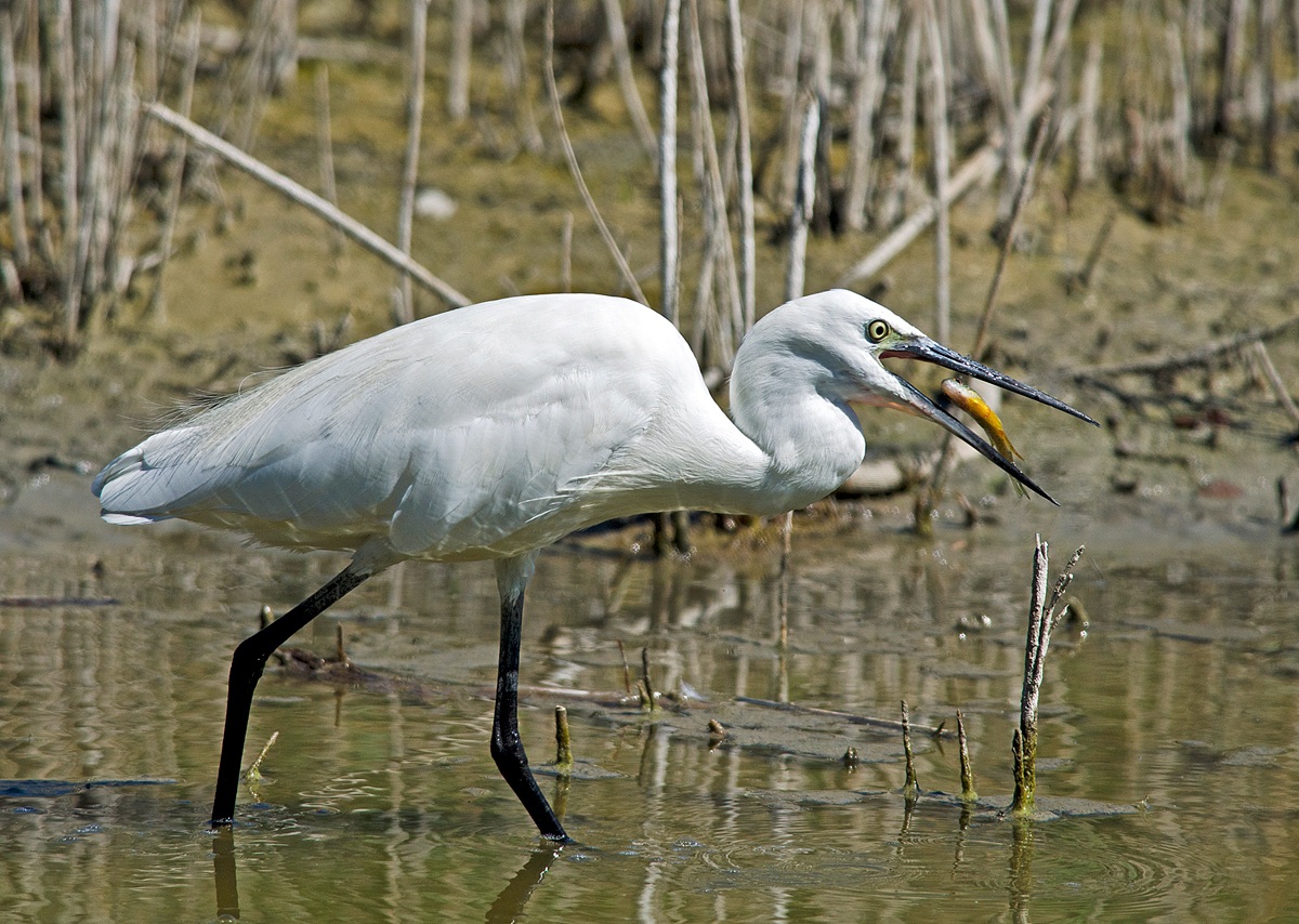 Garzetta con Persico sole