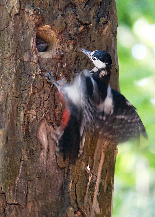 Attack in the torticollis
