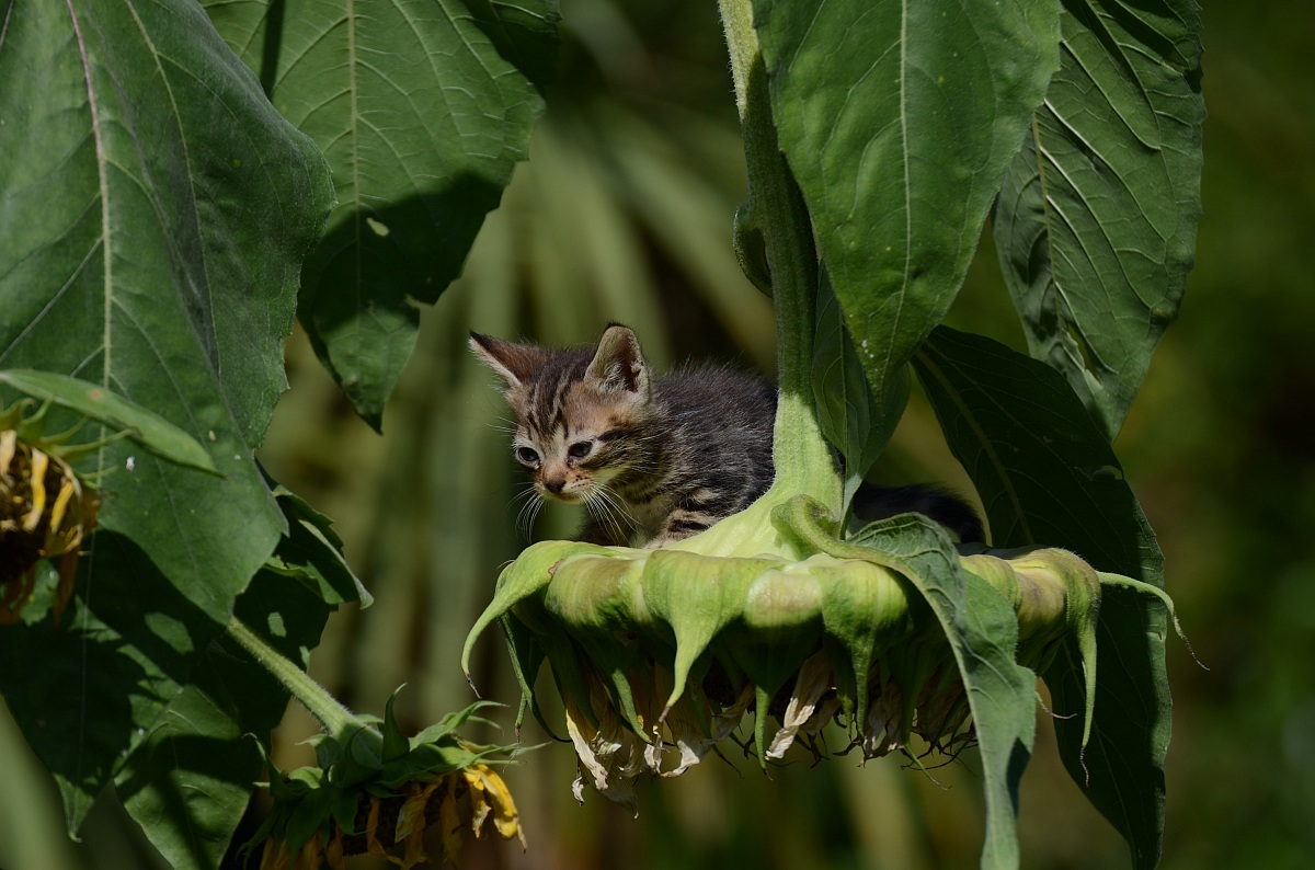 Gattino sul Girasole