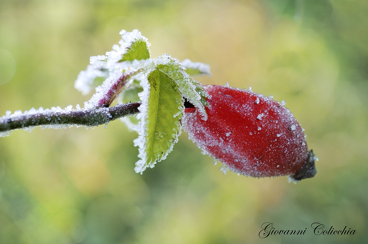 Berry Rosehip