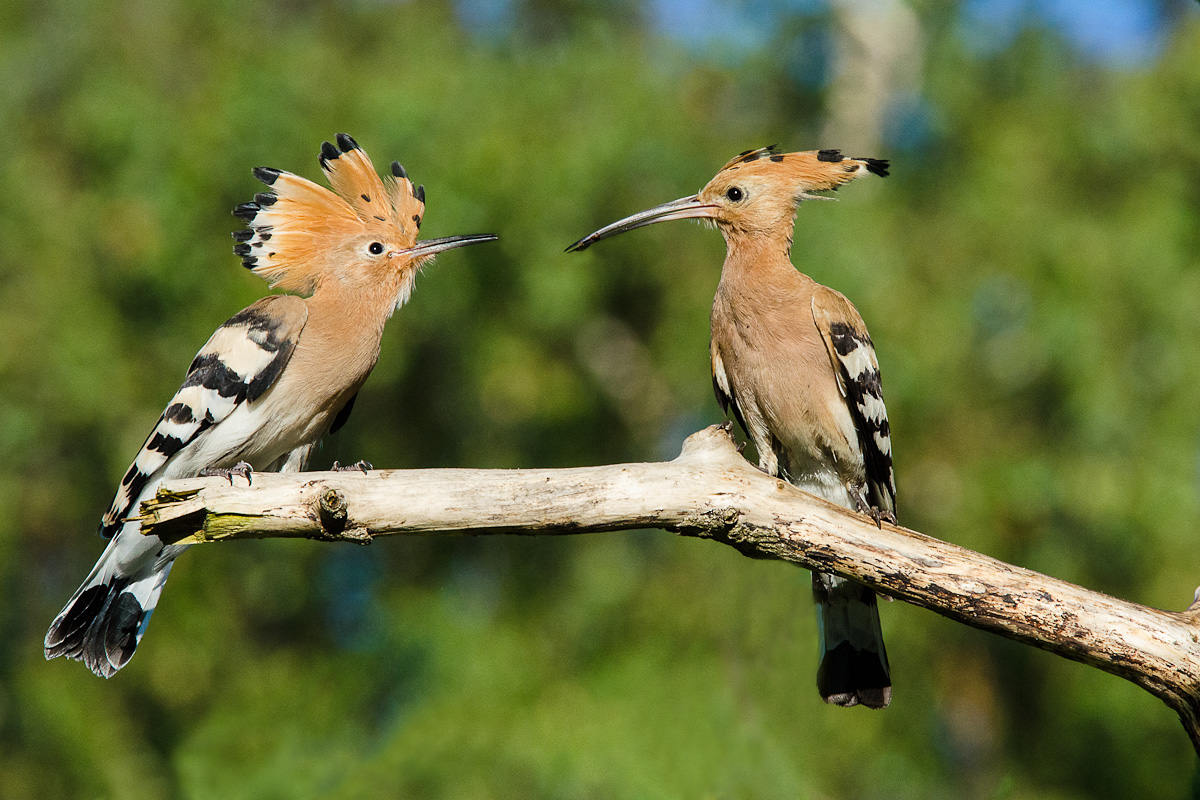 upupa femmina con piccolo