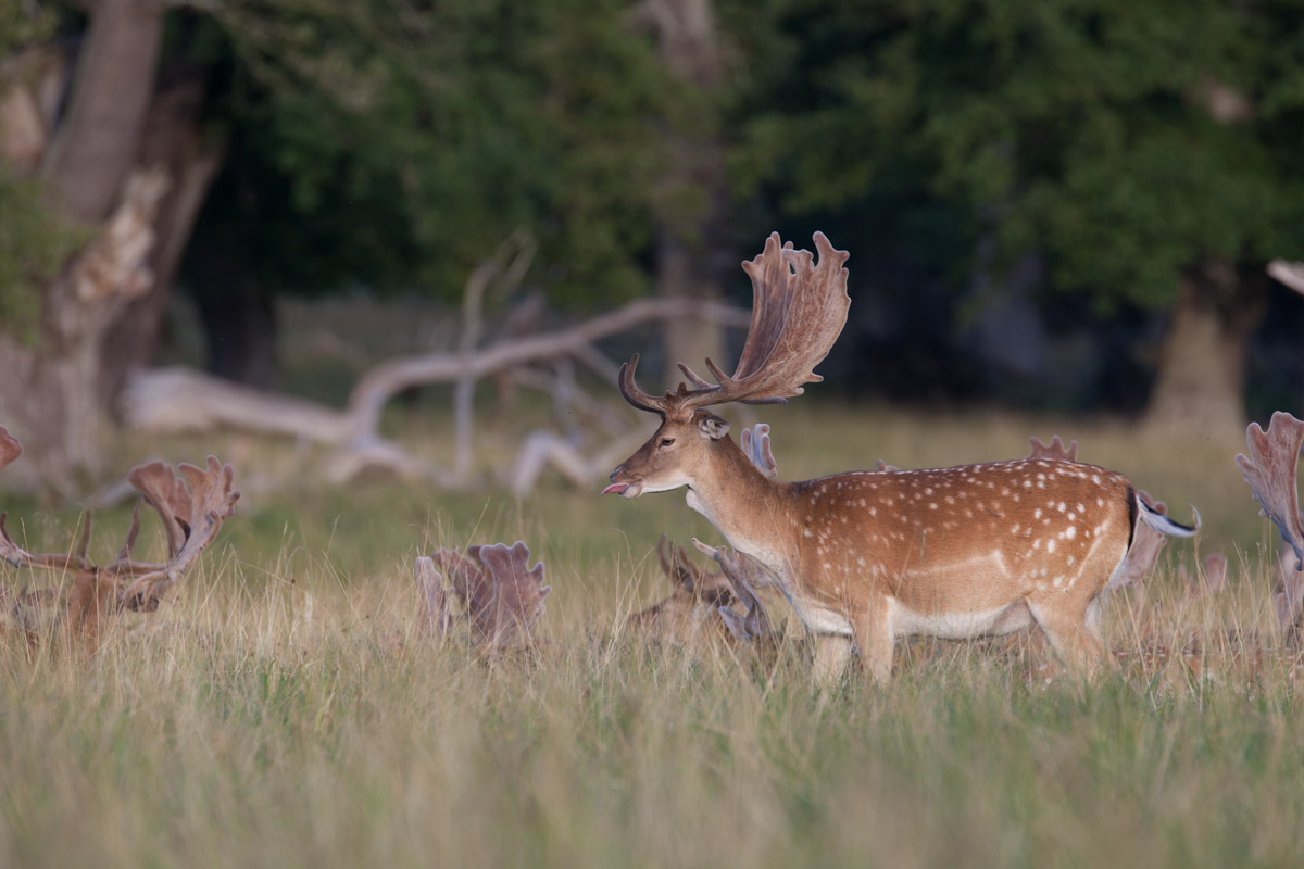 Test Sigma 120-300 sport New