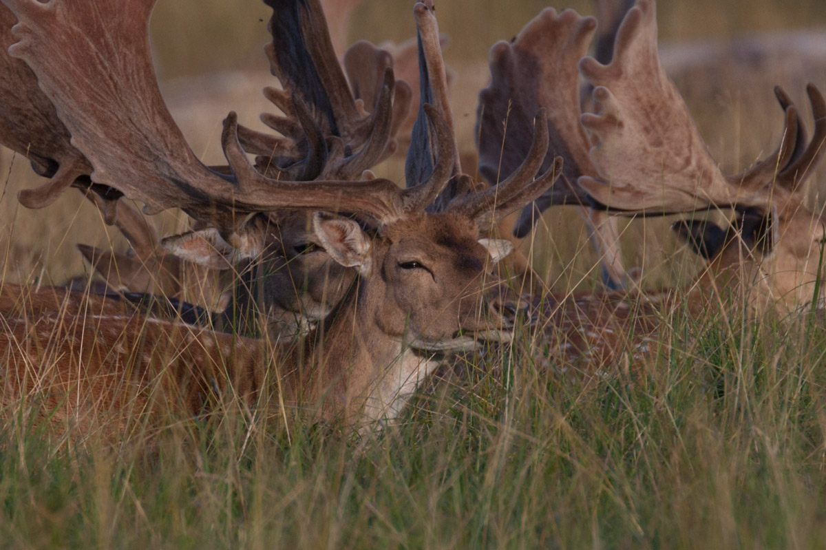 Test Sigma 120-300 sport New