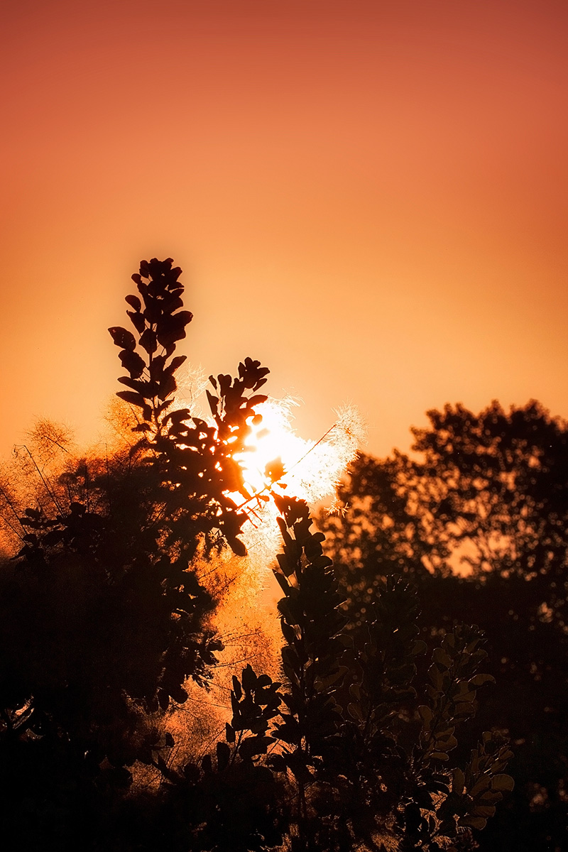 L'alba dietro il cespuglio