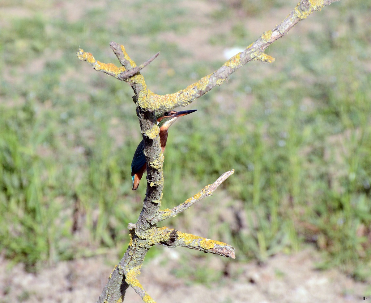 cùcù dove sei martino???????